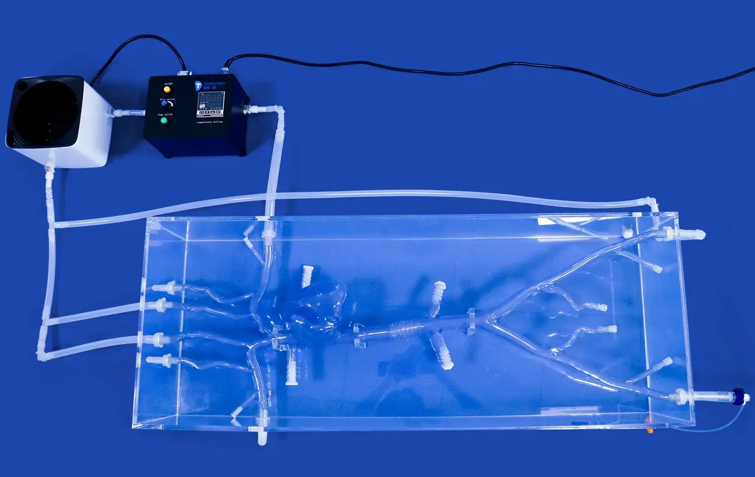 Vena Cava Heart Model I(XX001J) Vena Cava Heart Model I(XX001J)