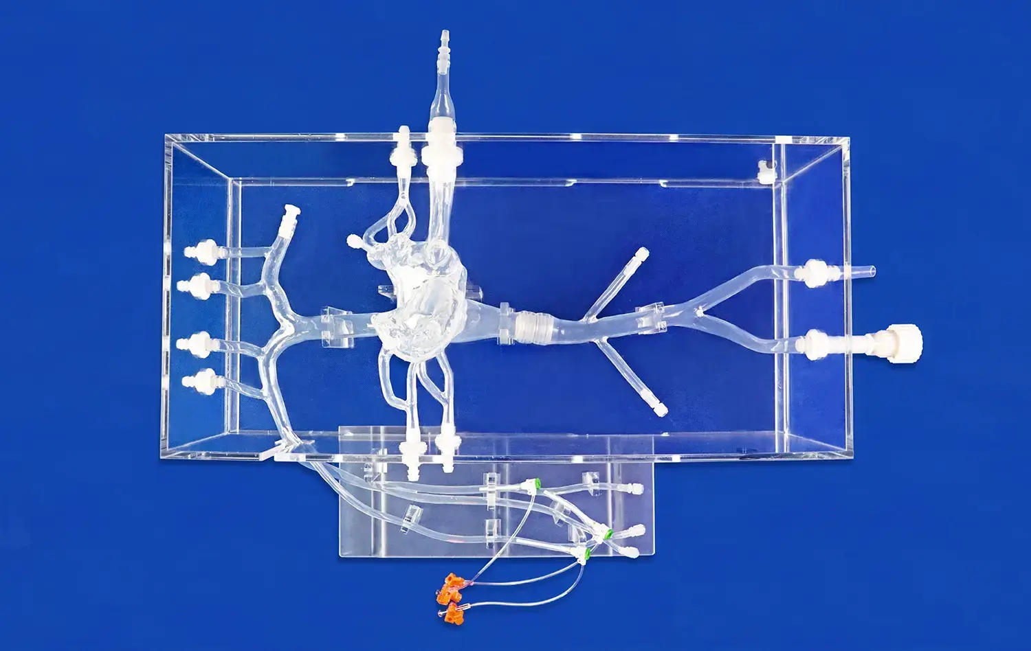 Cardiac Vein With ASD I(XX002J-01) Cardiac Vein With ASD I(XX002J-01)