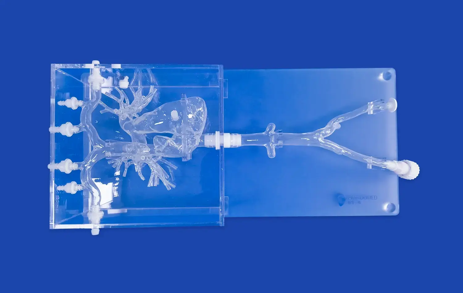 Pulmonary Artery(PA001) Pulmonary Artery(PA001)