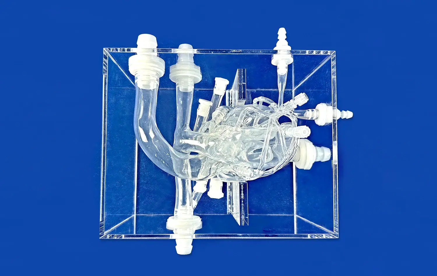 Heart Model with Coronary(XXK002DJ) Heart Model with Coronary(XXK002DJ)