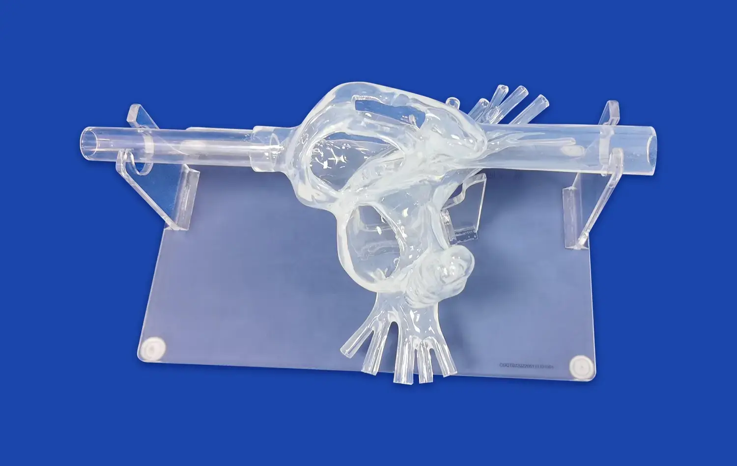 Heart Model with ASD(XXZ001) Heart Model with ASD(XXZ001)