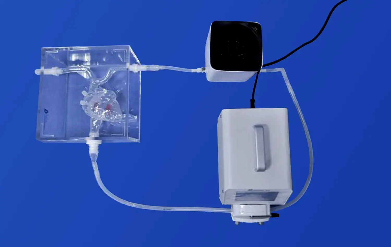 Venous Cardiac Electrophysiology Model(XXS004) Venous Cardiac Electrophysiology Model(XXS004)