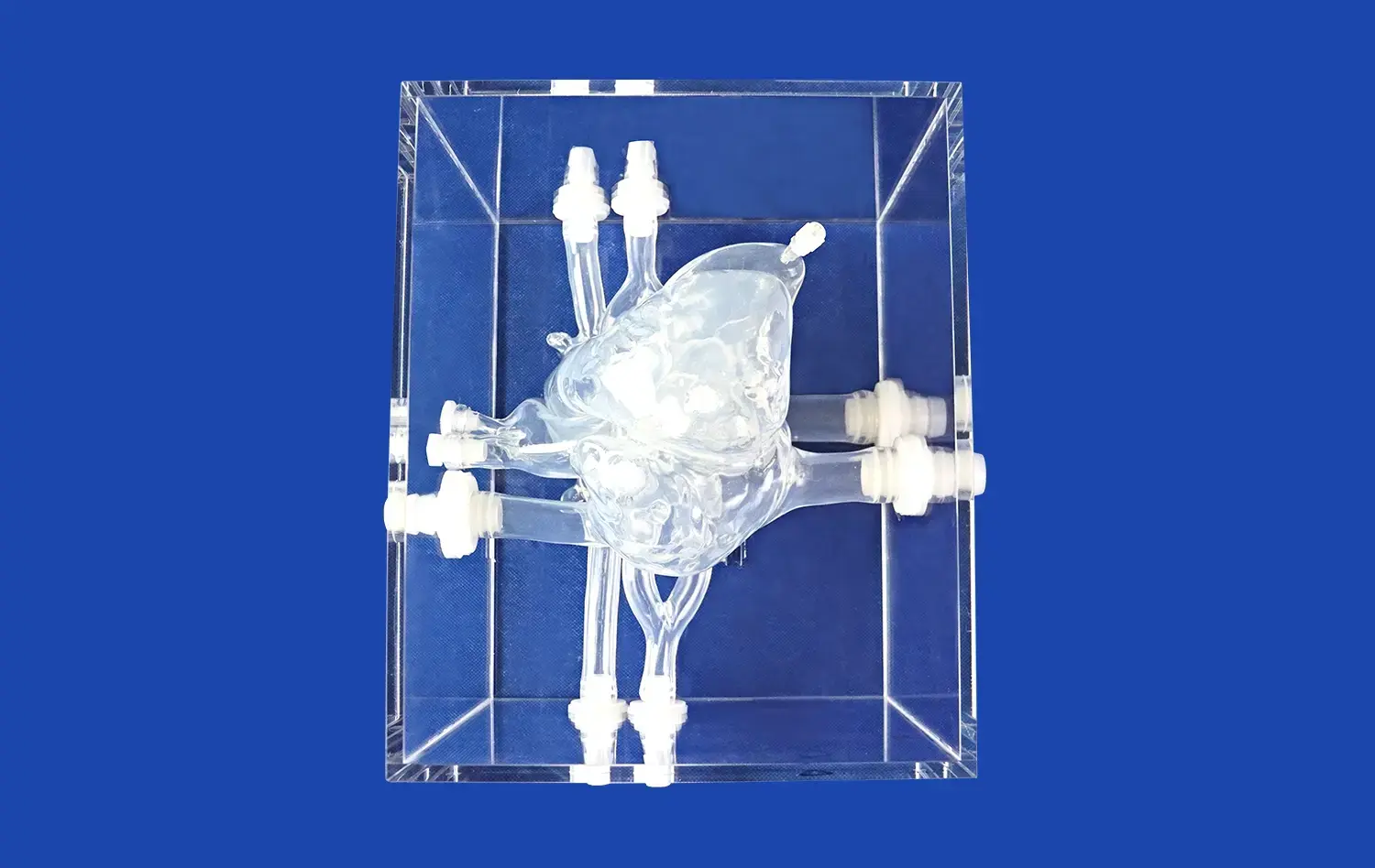 Heart model with two valves(XXS005) Heart model with two valves(XXS005)