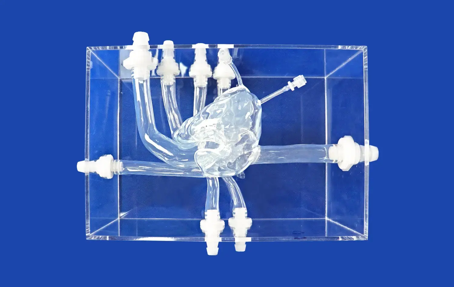 Heart Model without Valve Leaflet(XXK002DJ-1) Heart Model without Valve Leaflet(XXK002DJ-1)