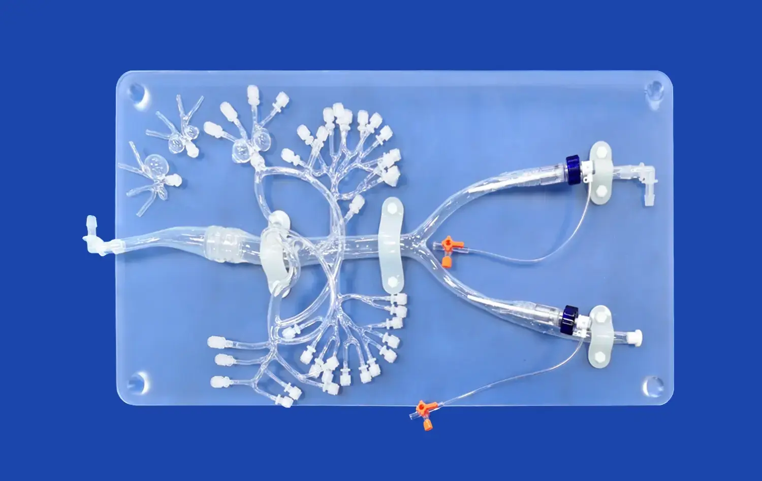 Abdominal Vascular Ⅳ(FBD007) Abdominal Vascular Ⅳ(FBD007)