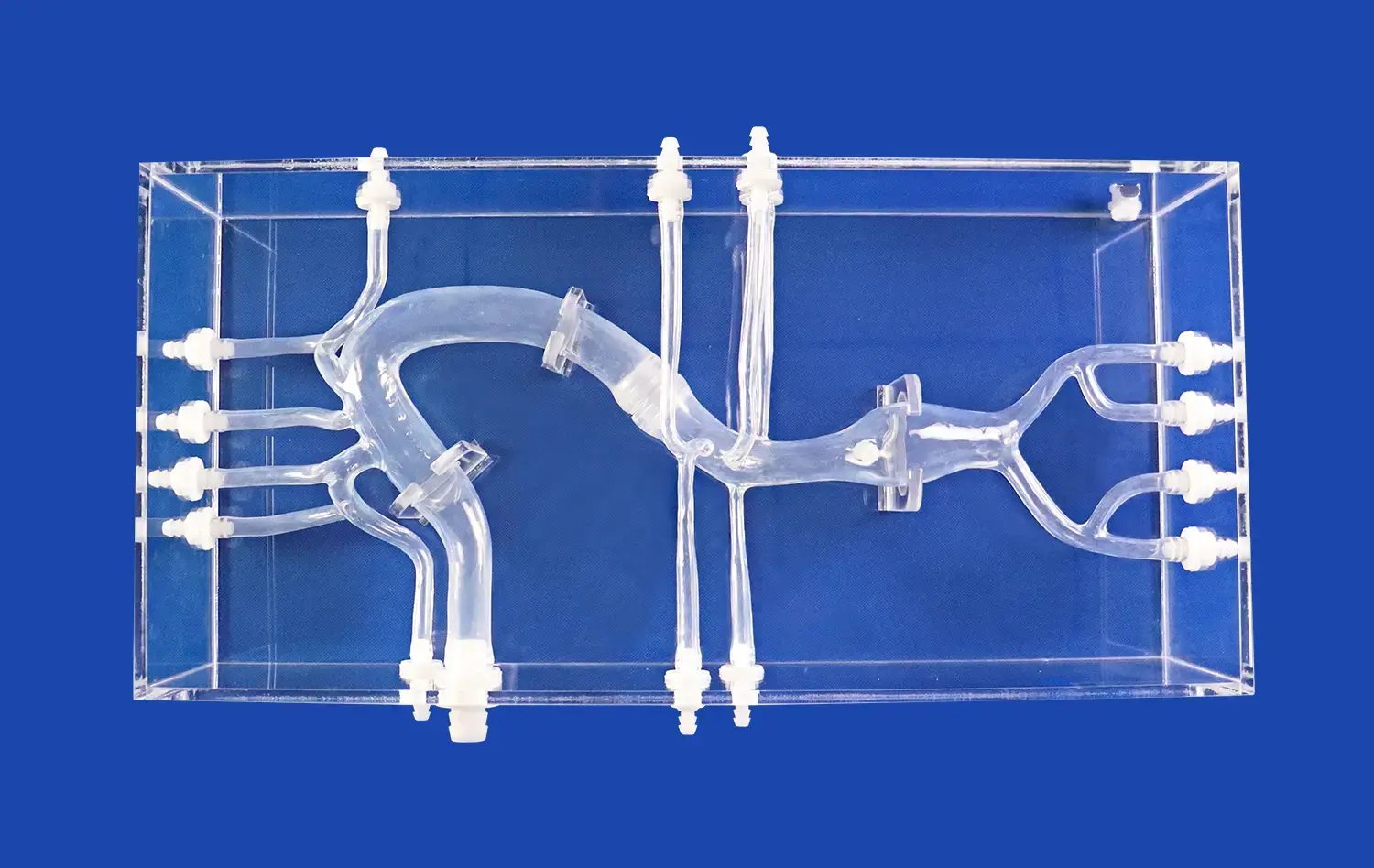 Aorta Model With AAA(fixed in acrylic box)(XXK002D) Aorta Model With AAA(fixed in acrylic box)(XXK002D)