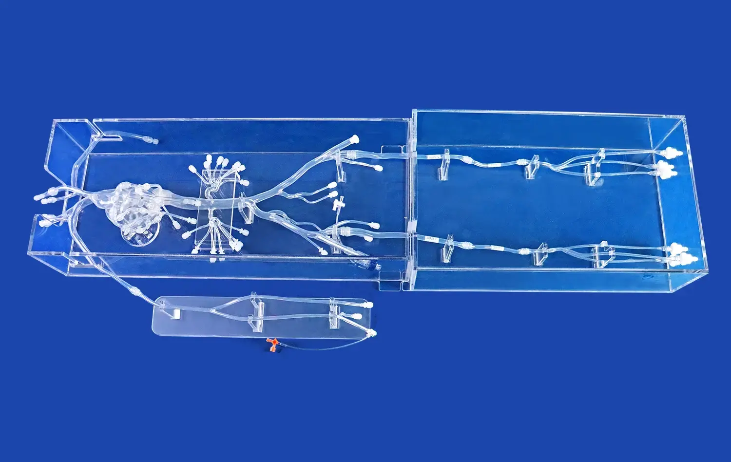 Peripheral vascular model II(WZ002) Peripheral vascular model II(WZ002)