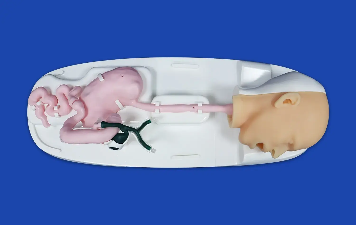 ERCP Simulator Ⅴ(XHG-11-05) ERCP Simulator Ⅴ(XHG-11-05)