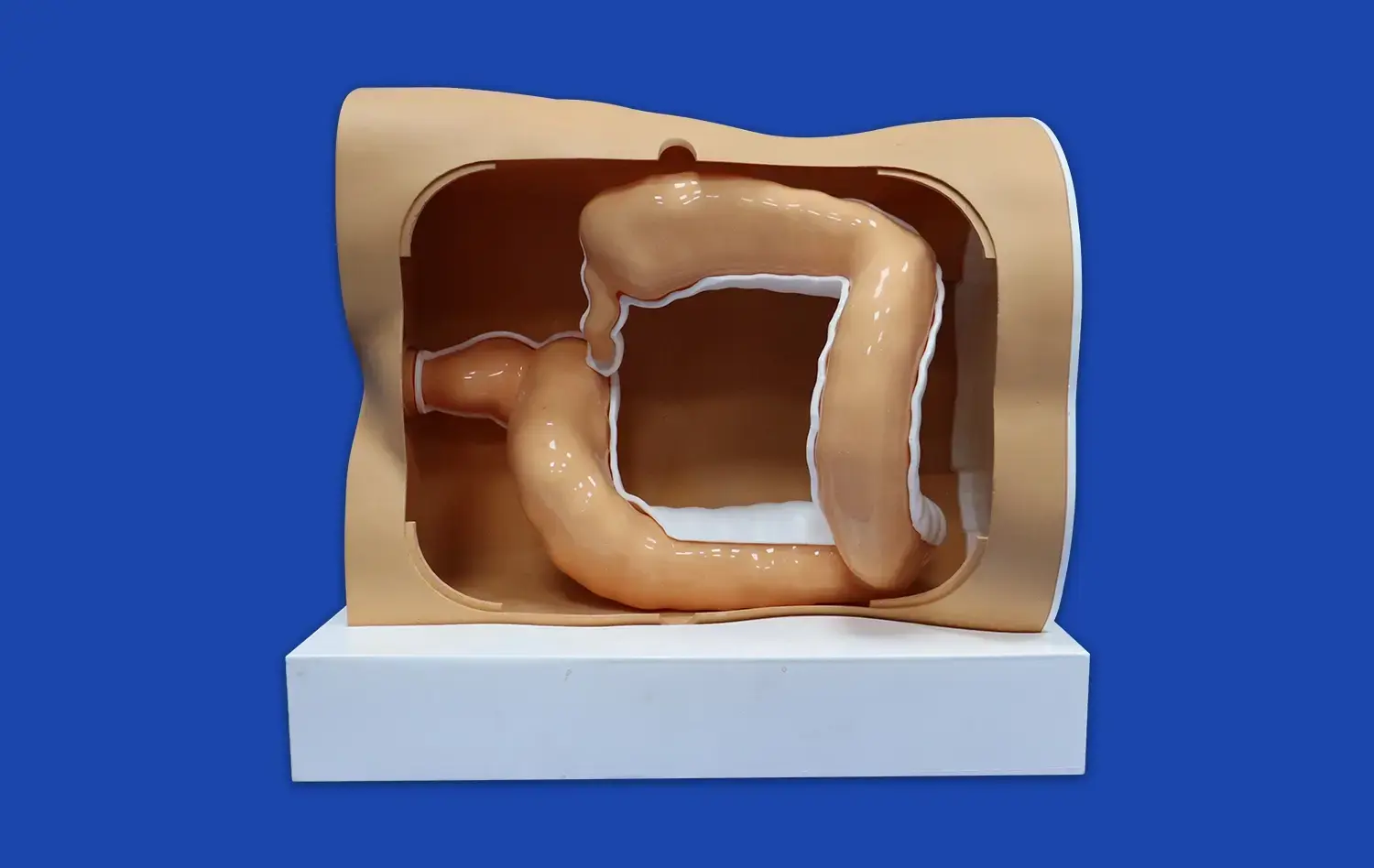 Colonoscopy simulator(ZJC-01) Colonoscopy simulator(ZJC-01)