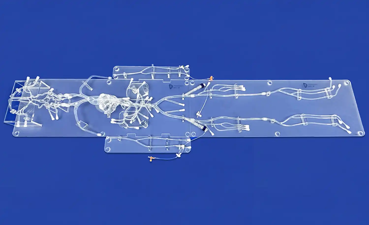 Human Blood Vessels Model(FA010D) Human Blood Vessels Model(FA010D)