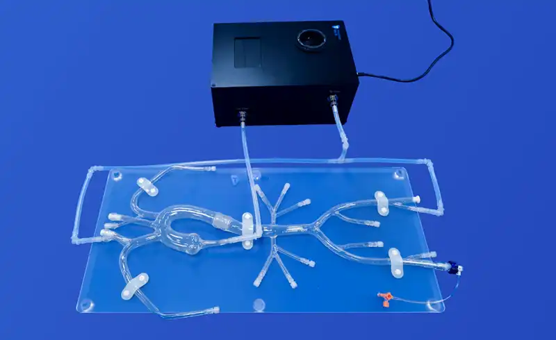 Aorta 3D Model(XX001D) Aorta 3D Model(XX001D)