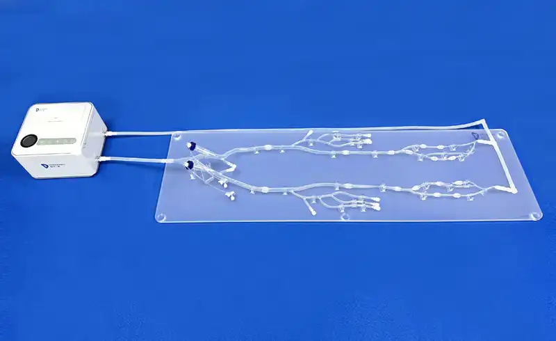 Arterial Leg Model(XZD008) Arterial Leg Model(XZD008)