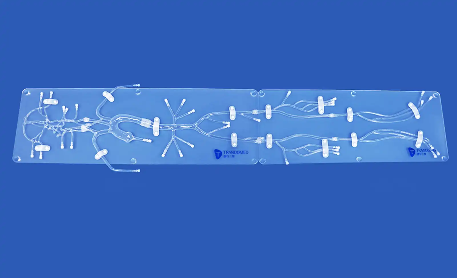 3D Vascular Model(QS004D) 3D Vascular Model(QS004D)