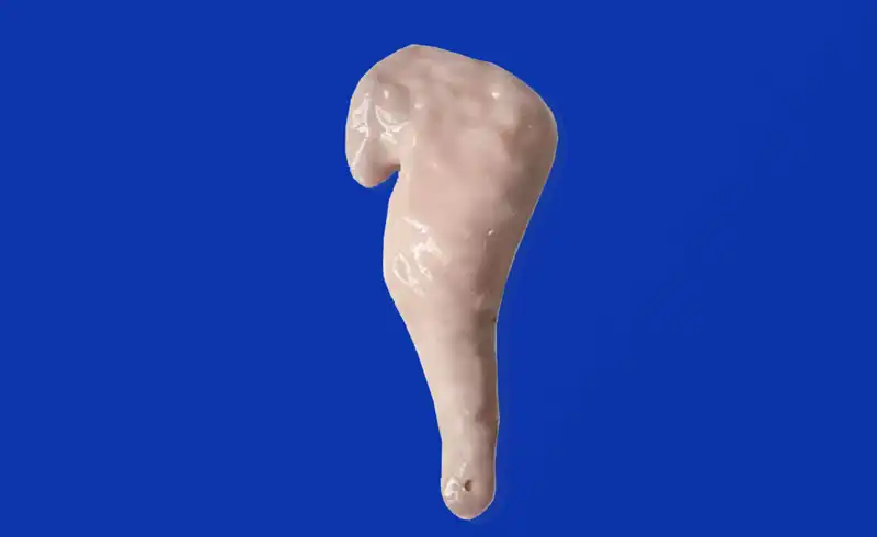 Pancreas Model(HSX008) Pancreas Model(HSX008)