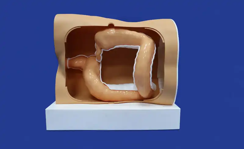 Colonoscopy Simulator(ZJC-01) Colonoscopy Simulator(ZJC-01)