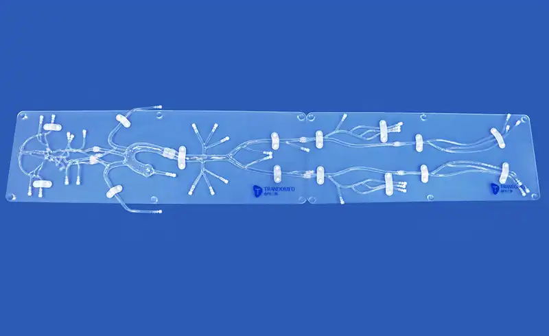 3D Vascular Model(QS004D) 3D Vascular Model(QS004D)