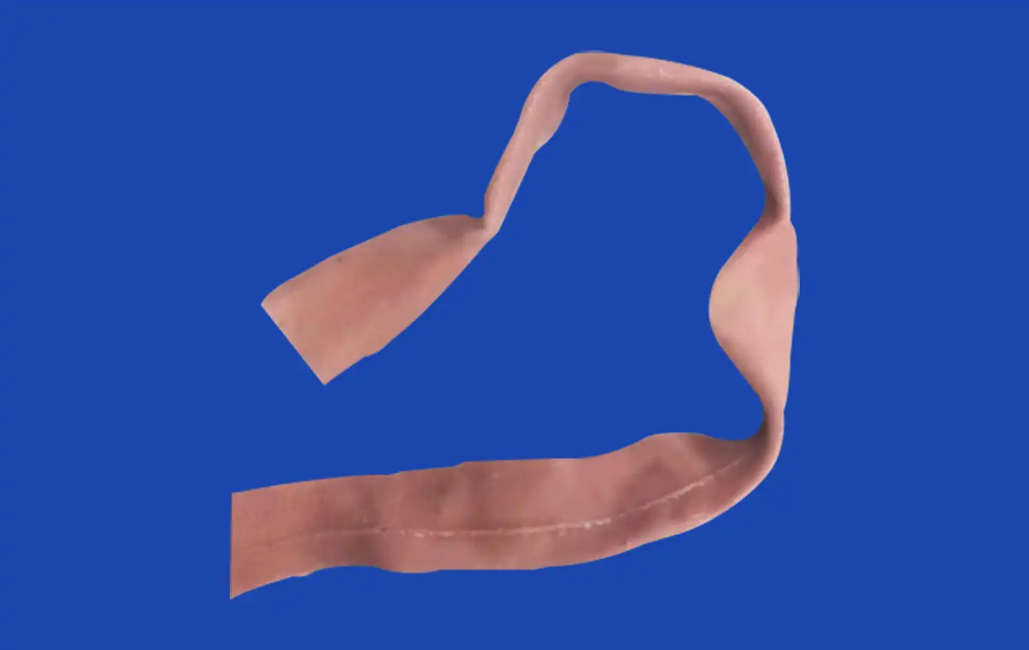 Small Intestine Model Small Intestine Model