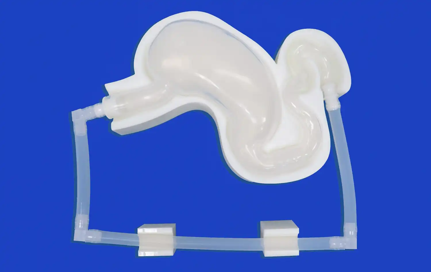 Stomach Model Stomach Model