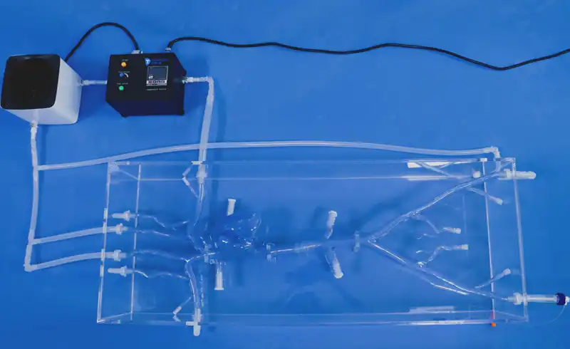 Cava Heart Model Cava Heart Model