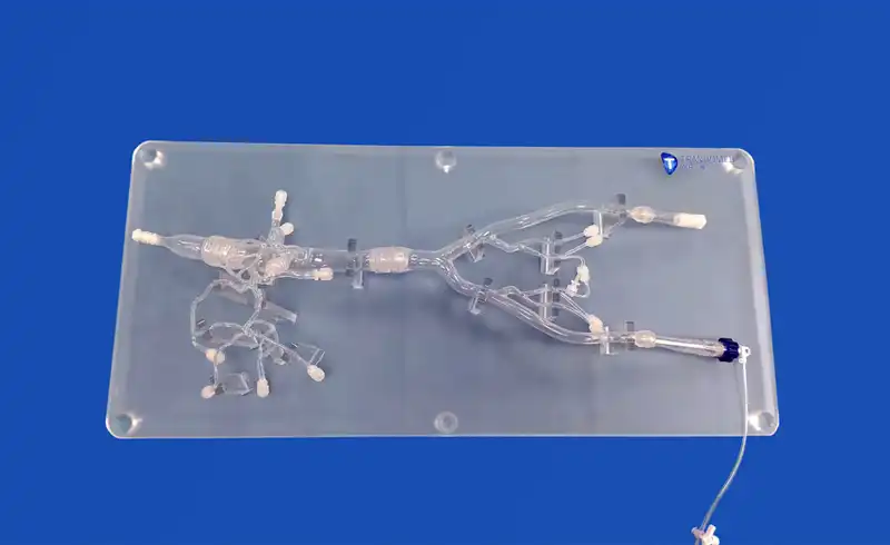 Hepatic Artery Model(FBD032) Hepatic Artery Model(FBD032)