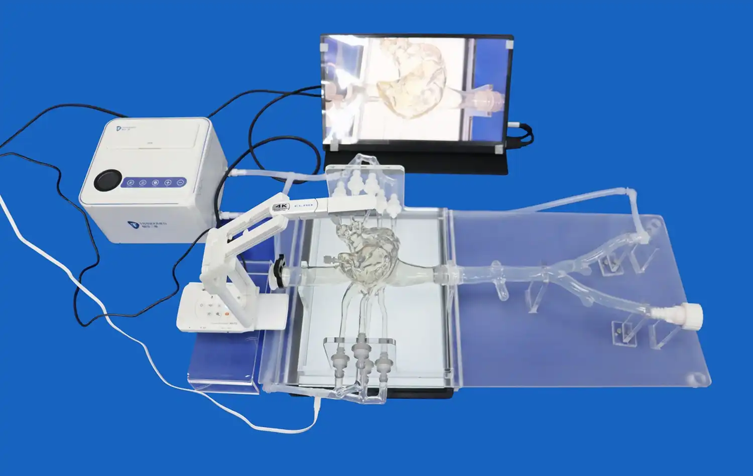 Pulmonary Vein Model Pulmonary Vein Model