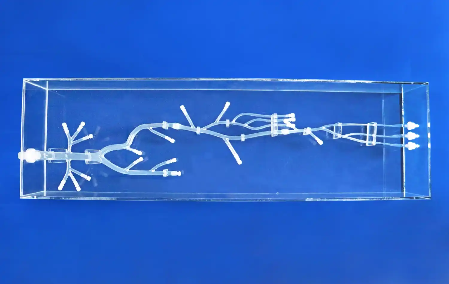 Lower Extremity Artery Lower Extremity Artery