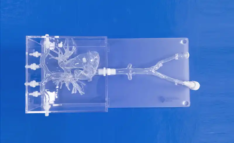 Pulmonary Artery Model(PA001) Pulmonary Artery Model(PA001)