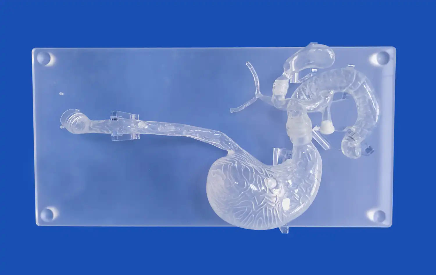 ERCP Simulator II ERCP Simulator II