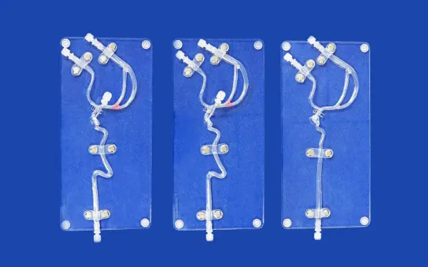 3D artery model 3D artery model