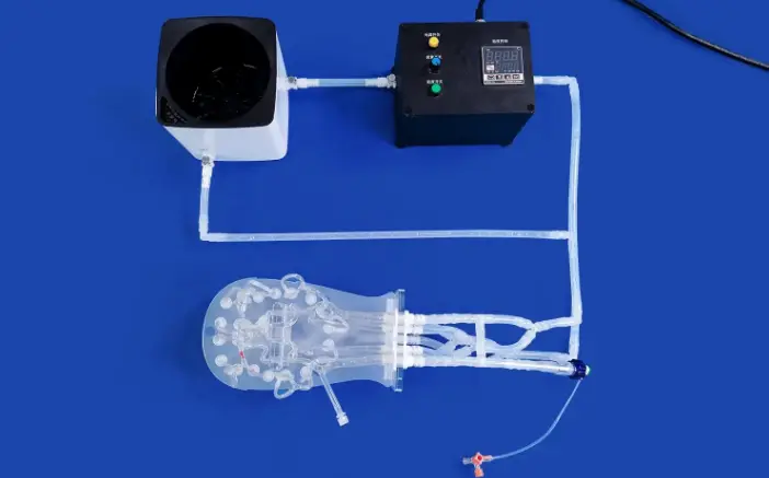 circle of Willis brain model 