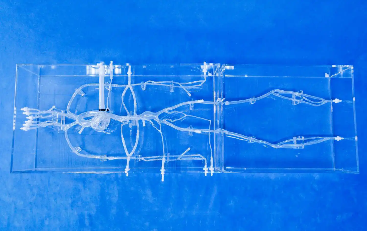 Full Body Artery II